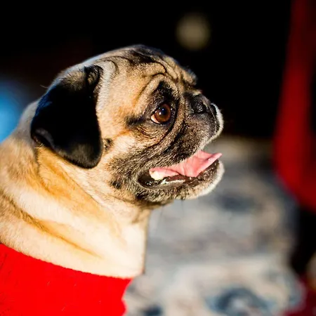 Residenze L'uncinaia House Bed and breakfast Perugia