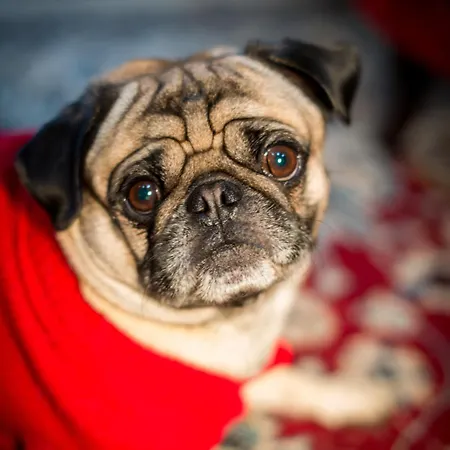 Residenze L'uncinaia House Perugia