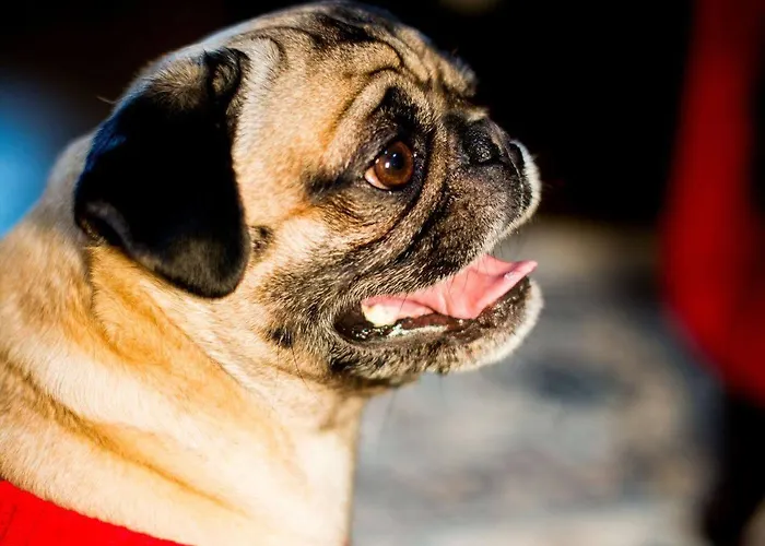 Residenze L'uncinaia House Alojamento de Acomodação e Pequeno-almoço Perúgia