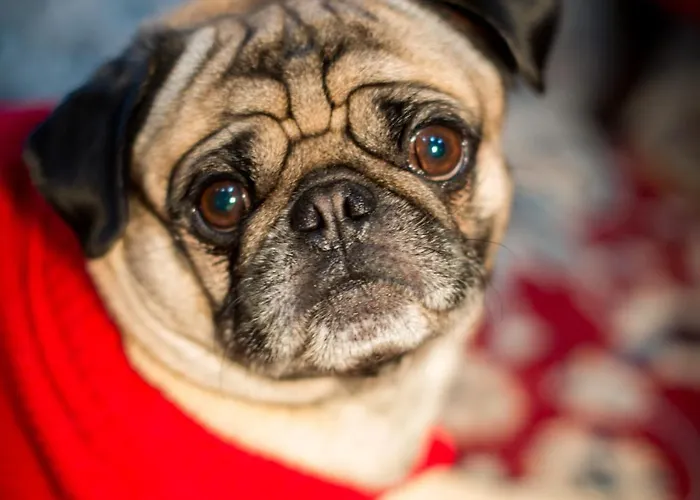 Residenze L'uncinaia House Perúgia